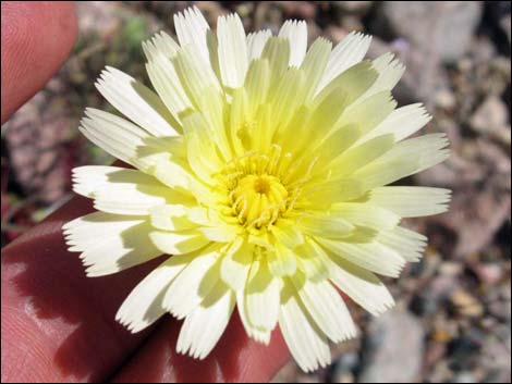 Desert Dandelion (Malacothrix glabrata)