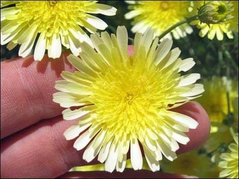 Desert Dandelion (Malacothrix glabrata)