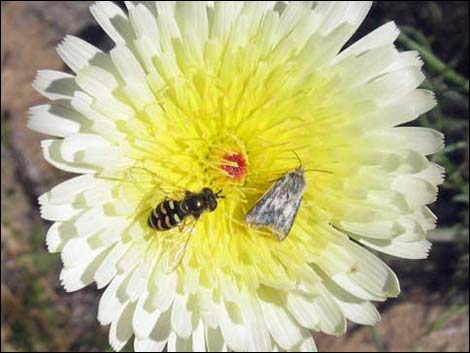 Desert Dandelion (Malacothrix glabrata)