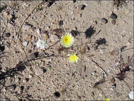 Desert Dandelion (Malacothrix glabrata)