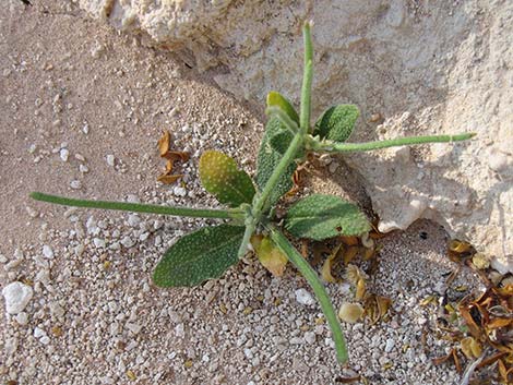 African Mustard (Malcolmia africana)