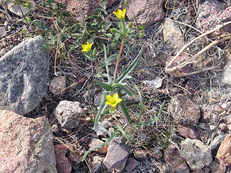 Whitestem Blazingstar (Mentzelia albicaulis)