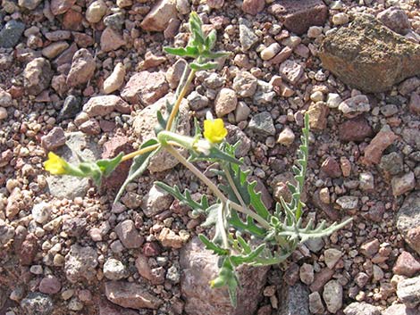 Whitestem Blazingstar (Mentzelia albicaulis)