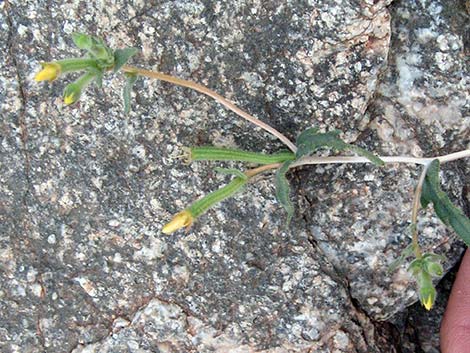 Whitestem Blazingstar (Mentzelia albicaulis)