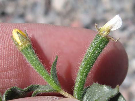 Whitestem Blazingstar (Mentzelia albicaulis)