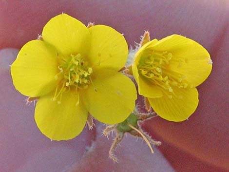 Whitestem Blazingstar (Mentzelia albicaulis)