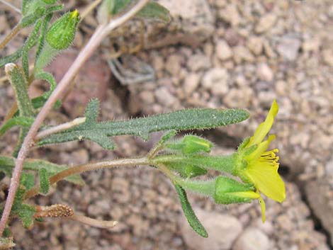 Whitestem Blazingstar (Mentzelia albicaulis)