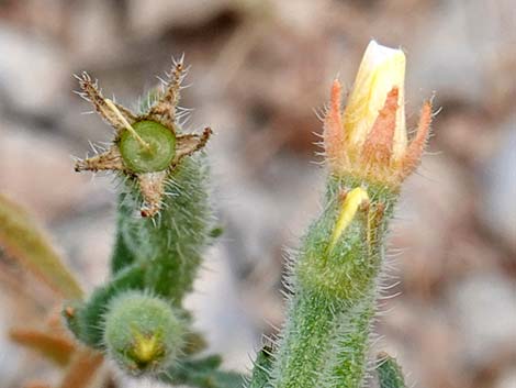 Whitestem Blazingstar (Mentzelia albicaulis)