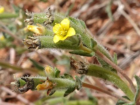 Whitestem Blazingstar (Mentzelia albicaulis)