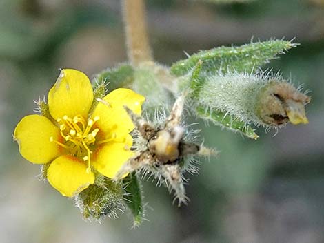 Whitestem Blazingstar (Mentzelia albicaulis)