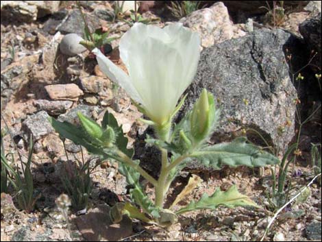 Whitebract Blazingstar (Mentzelia involucrata)