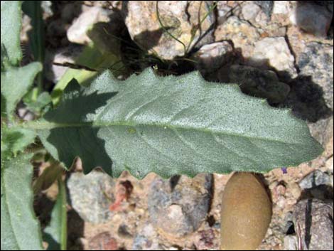 Whitebract Blazingstar (Mentzelia involucrata)