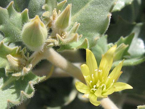 Reflexed Blazingstar (Mentzelia reflexa)