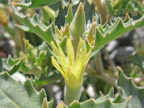 Reflexed Blazingstar (Mentzelia reflexa)