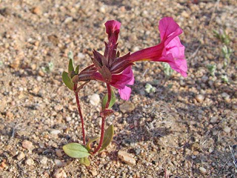 Bigelow's Monkeyflower (Mimulus bigelovii)