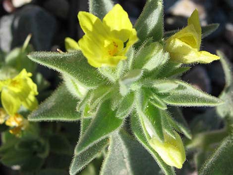 Golden Desert-snapdragon (Mohavea breviflora)