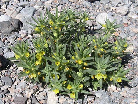 Golden Desert-snapdragon (Mohavea breviflora)