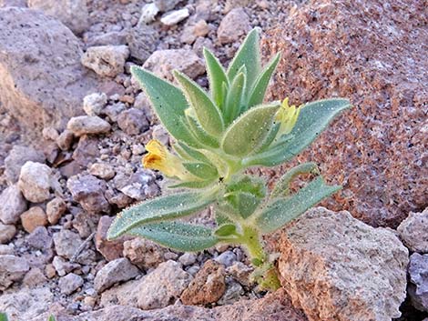 Golden Desert-snapdragon (Mohavea breviflora)