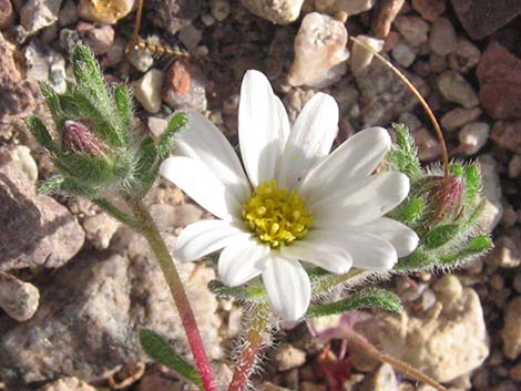 Mojave Desertstar (Monoptilon bellioides)