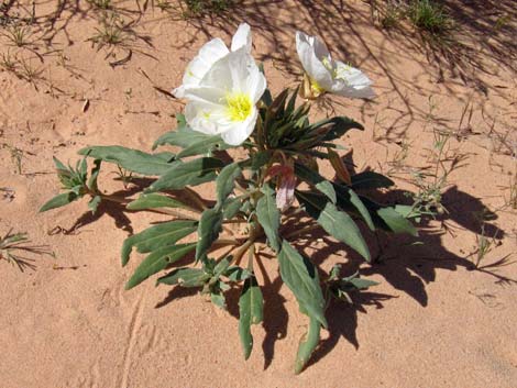 Birdcage Evening Primrose (Oenothera deltoides)