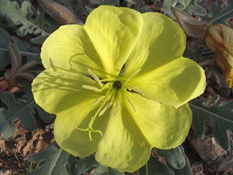 Desert Evening Primrose (Oenothera primiveris)