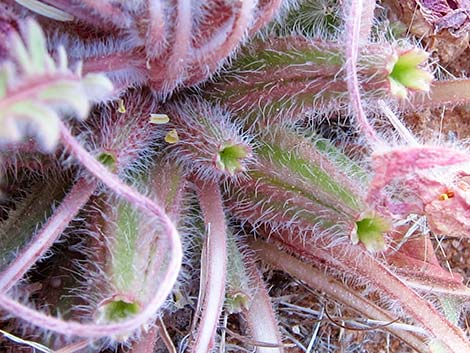 Desert Evening Primrose (Oenothera primiveris)