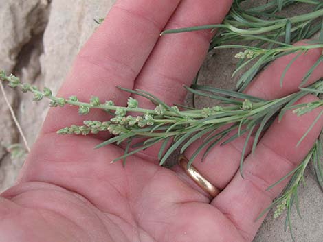 Lineleaf Whitepuff (Oligomeris linifolia)