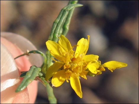 Manybristle Chinchweed (Pectis papposa)