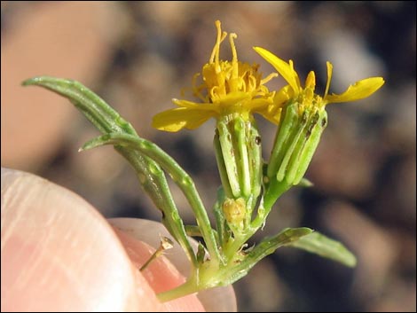 Manybristle Chinchweed (Pectis papposa)