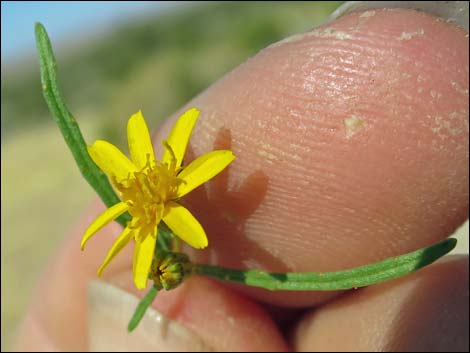 Manybristle Chinchweed (Pectis papposa)