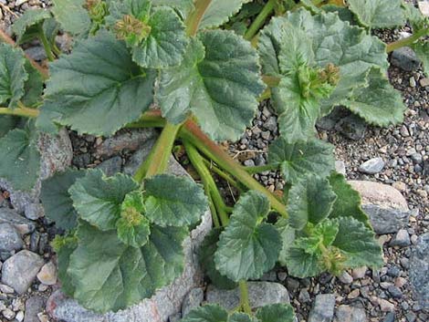 Calthaleaf Phacelia (Phacelia calthifolia)