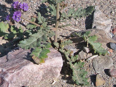 Notch-leaf Phacelia (Phacelia crenulata)