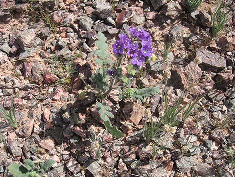 Notch-leaf Phacelia (Phacelia crenulata)