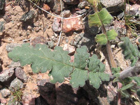 Notch-leaf Phacelia (Phacelia crenulata)