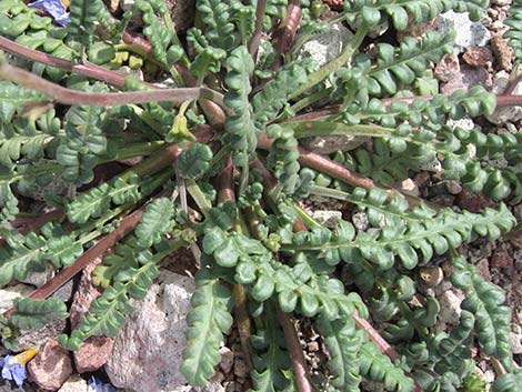 Fremont's Phacelia (Phacelia fremontii)