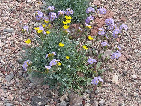 Fremont's Phacelia (Phacelia fremontii)