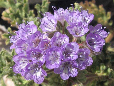 Pedicellate Phacelia (Phacelia pedicellata)