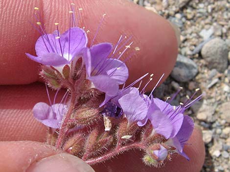 Lacy Phacelia (Phacelia tanacetifolia)