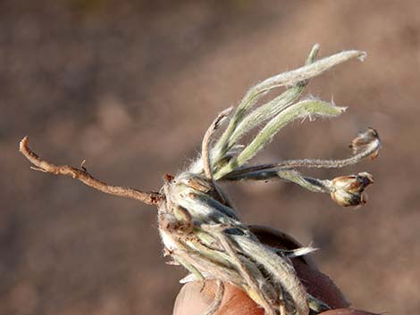 Desert Indianwheat (Plantago ovata)