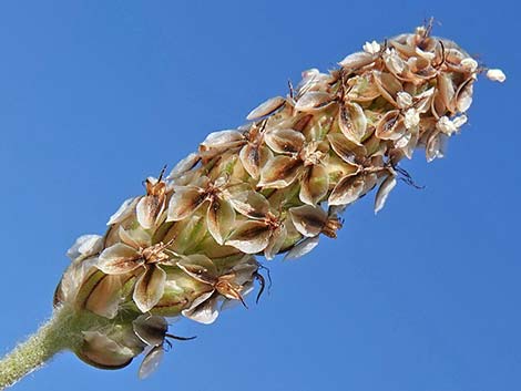 Desert Indianwheat (Plantago ovata)