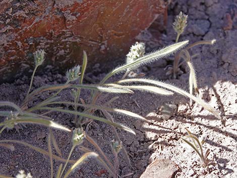 Woolly Plantain (Plantago patagonica)