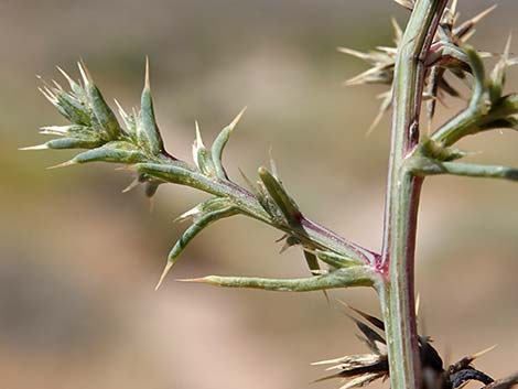 Prickly Russian Thistle (Salsola paulsenii)