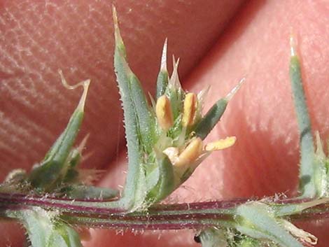 Prickly Russian Thistle (Salsola tragus)