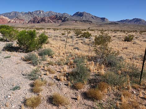 Prickly Russian Thistle (Salsola tragus)