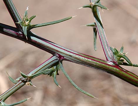 Prickly Russian Thistle (Salsola tragus)