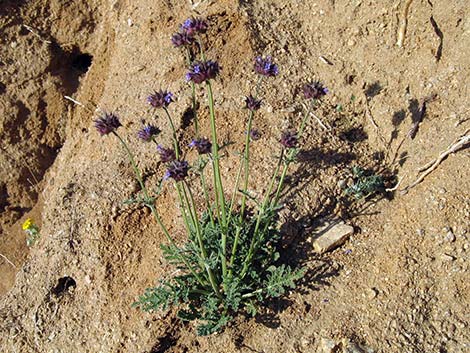 Chia (Salvia columbariae)