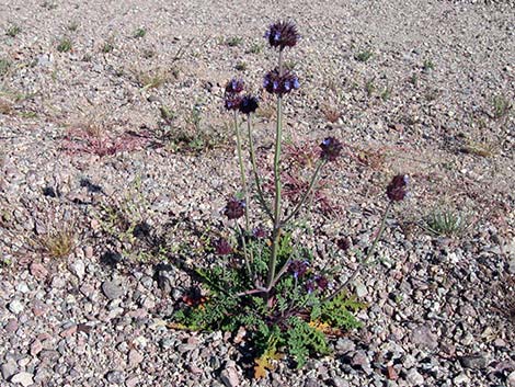 Chia (Salvia columbariae)