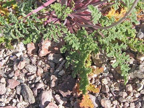 Chia (Salvia columbariae)