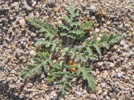 Chia (Salvia columbariae)