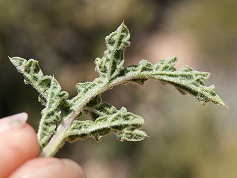 Chia (Salvia columbariae)